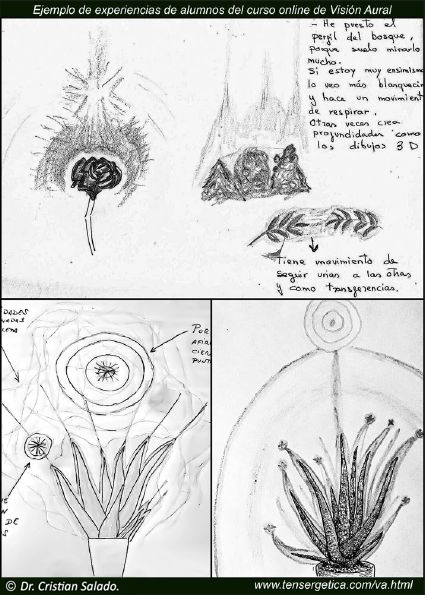 Experiencias con las Plantas.