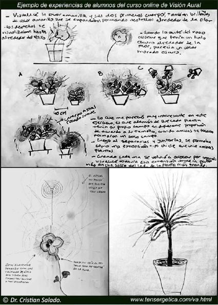 Experiencias con las Plantas.